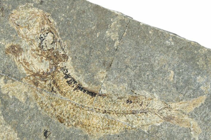 Oligocene Fossil Clupeoid Fish (Beksinskiella) - Poland #320630
